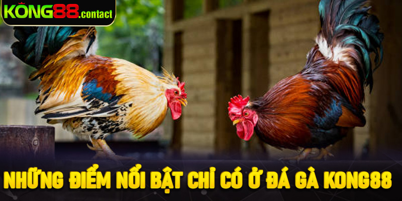 Những điểm nổi bật chỉ có ở đá gà Kong88
