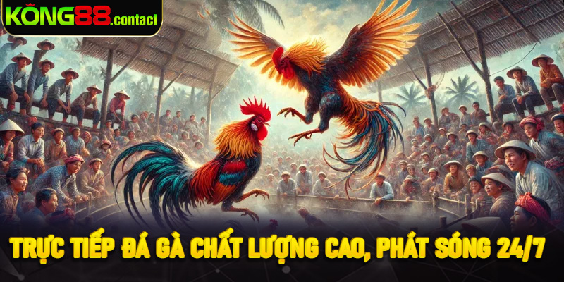 Trực tiếp đá gà chất lượng cao, phát sóng 24/7